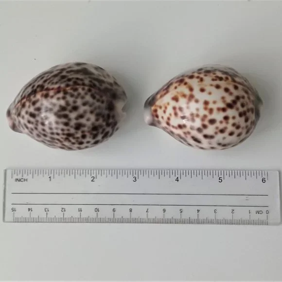 Lot of 14 Medium and Large Sea Shells 2.5" to 4" Cockle, Cowrie, Conch, Snail - Picture 7 of 14